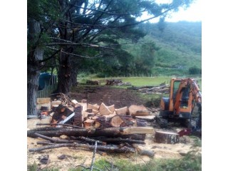 Tree removal Wellington